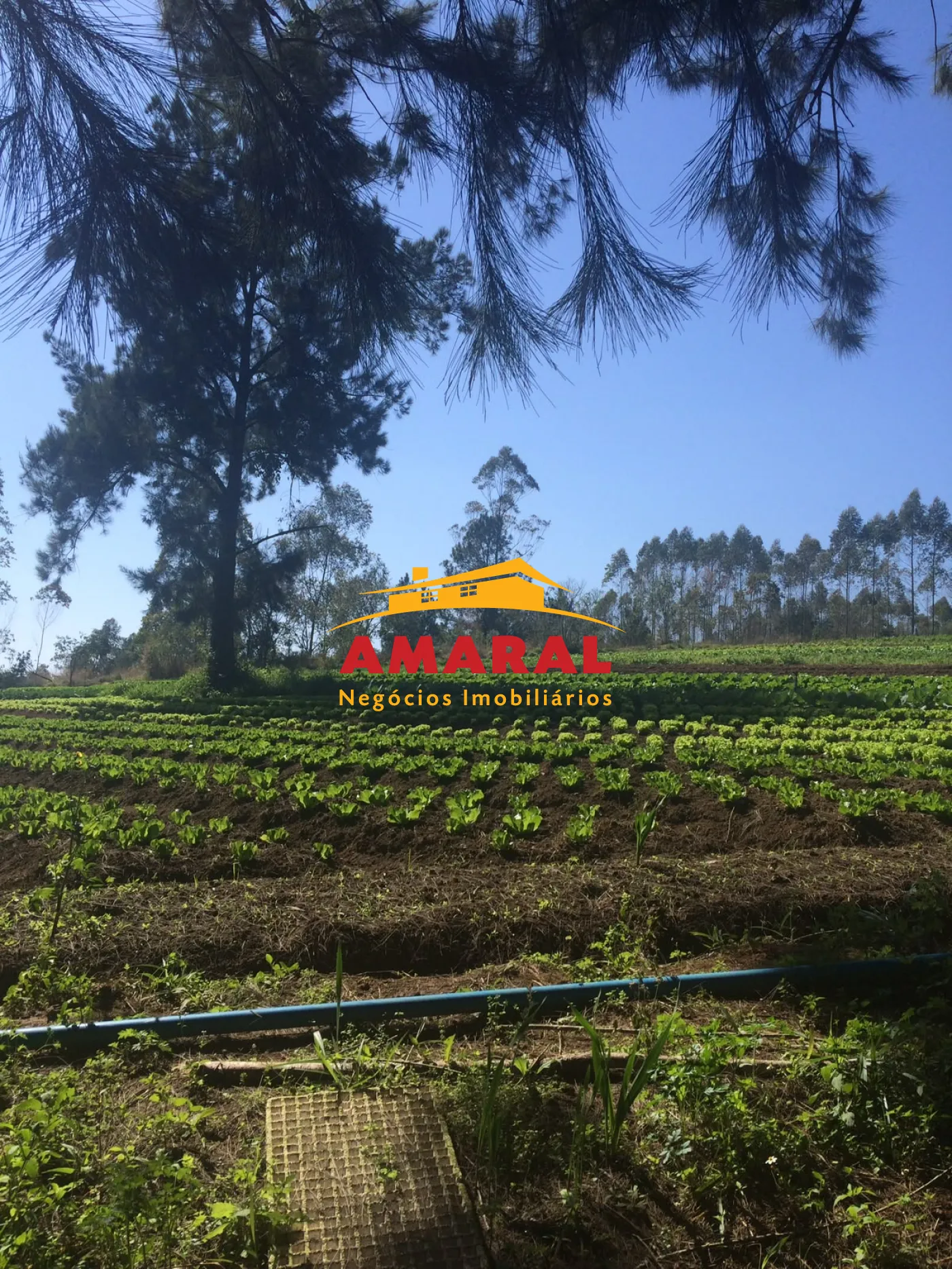 Alugar Rurais / S&iacute;tio em Suzano R$ 8.000,00 - Foto 1