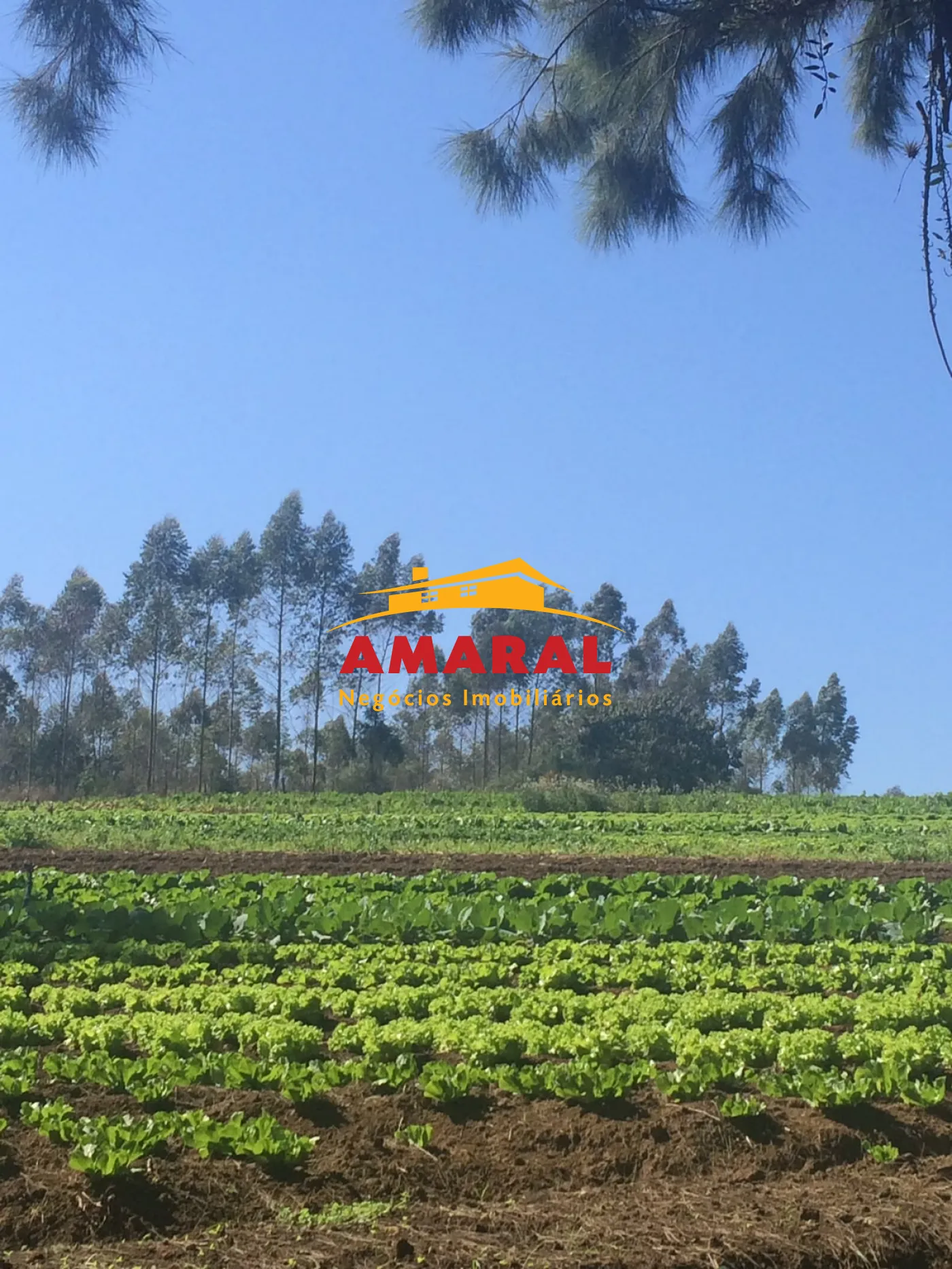Alugar Rurais / S&iacute;tio em Suzano R$ 8.000,00 - Foto 5