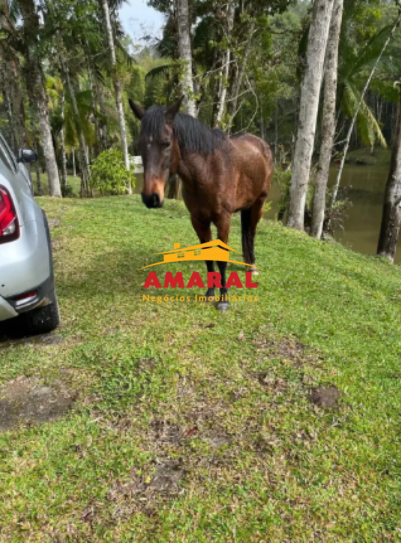 Comprar Rurais / Ch&aacute;cara em Mogi das Cruzes R$ 1.000.000,00 - Foto 9