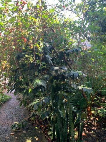 Comprar Casas / T&eacute;rrea em Suzano R$ 320.000,00 - Foto 10