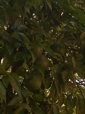 Comprar Terrenos / &Aacute;rea em Suzano R$ 2.866.500,00 - Foto 11