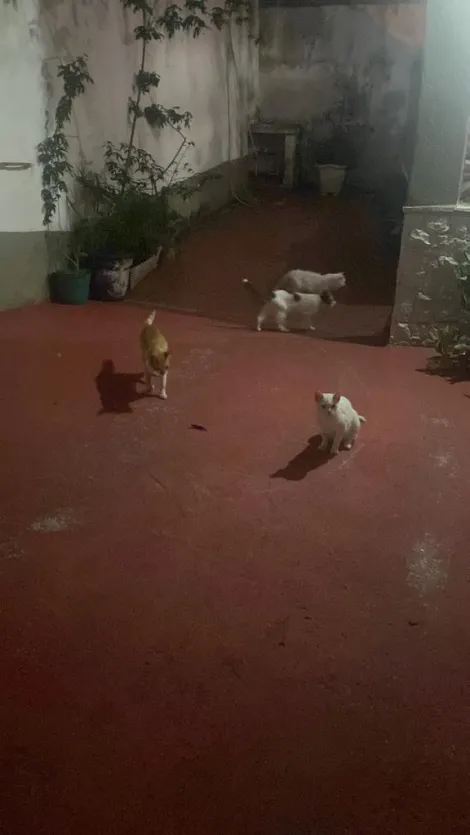 Comprar Casas / T&eacute;rrea em Suzano R$ 450.000,00 - Foto 7