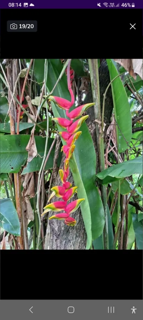 Comprar Rurais / Ch&aacute;cara em Suzano R$ 380.000,00 - Foto 16