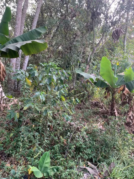 Comprar Casas / Chacara - &aacute;rea Urbana em Suzano R$ 800.000,00 - Foto 39