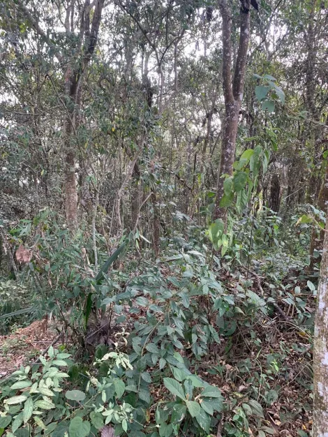 Comprar Casas / Chacara - &aacute;rea Urbana em Suzano R$ 800.000,00 - Foto 40