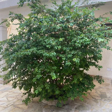 Comprar Casas / Condom&iacute;nio em Suzano R$ 1.700.000,00 - Foto 33