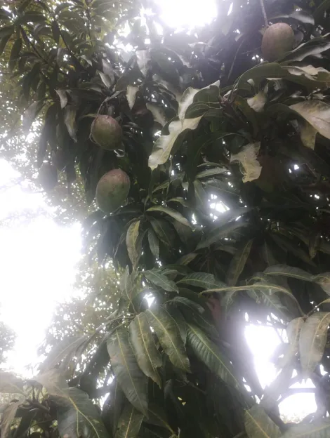 Comprar Rurais / Sítio em Mogi das Cruzes R$ 700.000,00 - Foto 3