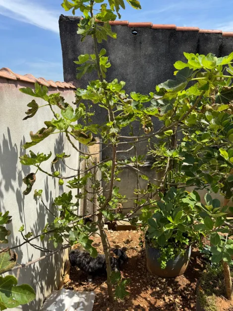 Comprar Casas / T&eacute;rrea em Suzano R$ 540.000,00 - Foto 8