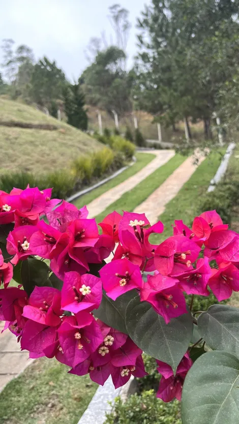 Comprar Rurais / Ch&aacute;cara em Suzano R$ 750.000,00 - Foto 5