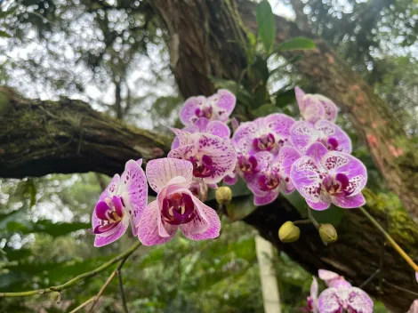 Comprar Rurais / Ch&aacute;cara em Suzano R$ 750.000,00 - Foto 7