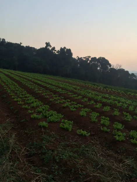 Alugar Rurais / S&iacute;tio em Suzano R$ 8.000,00 - Foto 2