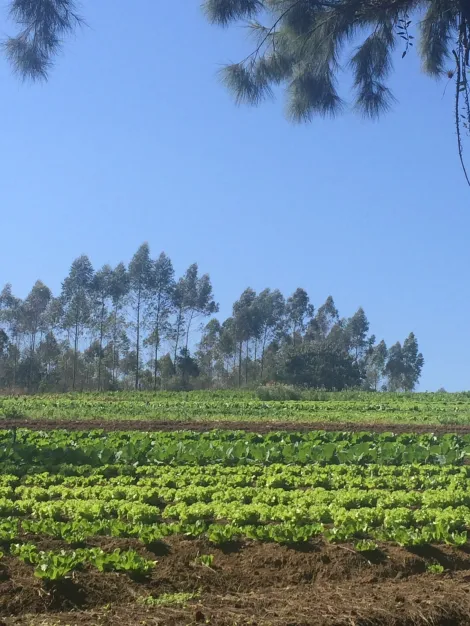 Alugar Rurais / S&iacute;tio em Suzano R$ 8.000,00 - Foto 5