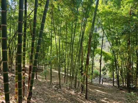 Comprar Rurais / Ch&aacute;cara em Mogi das Cruzes R$ 1.800.000,00 - Foto 24
