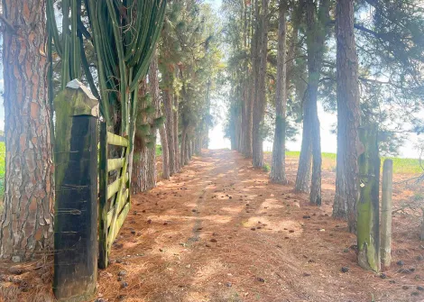 Itapetininga Pinhalzinho Rural Venda R$2.550.000,00 6 Dormitorios  Area do terreno 205700.00m2 