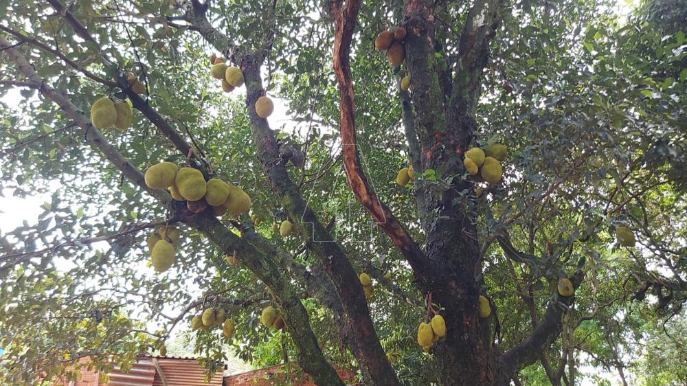 Comprar Rural / Rancho em Ara&ccedil;atuba R$ 2.200.000,00 - Foto 37