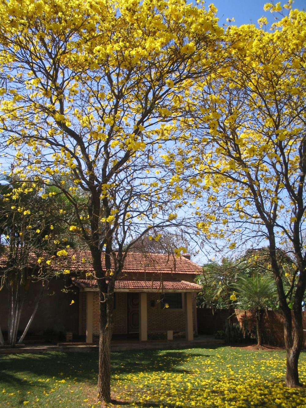 Comprar Rural / Ch&aacute;cara em Ara&ccedil;atuba R$ 870.000,00 - Foto 16