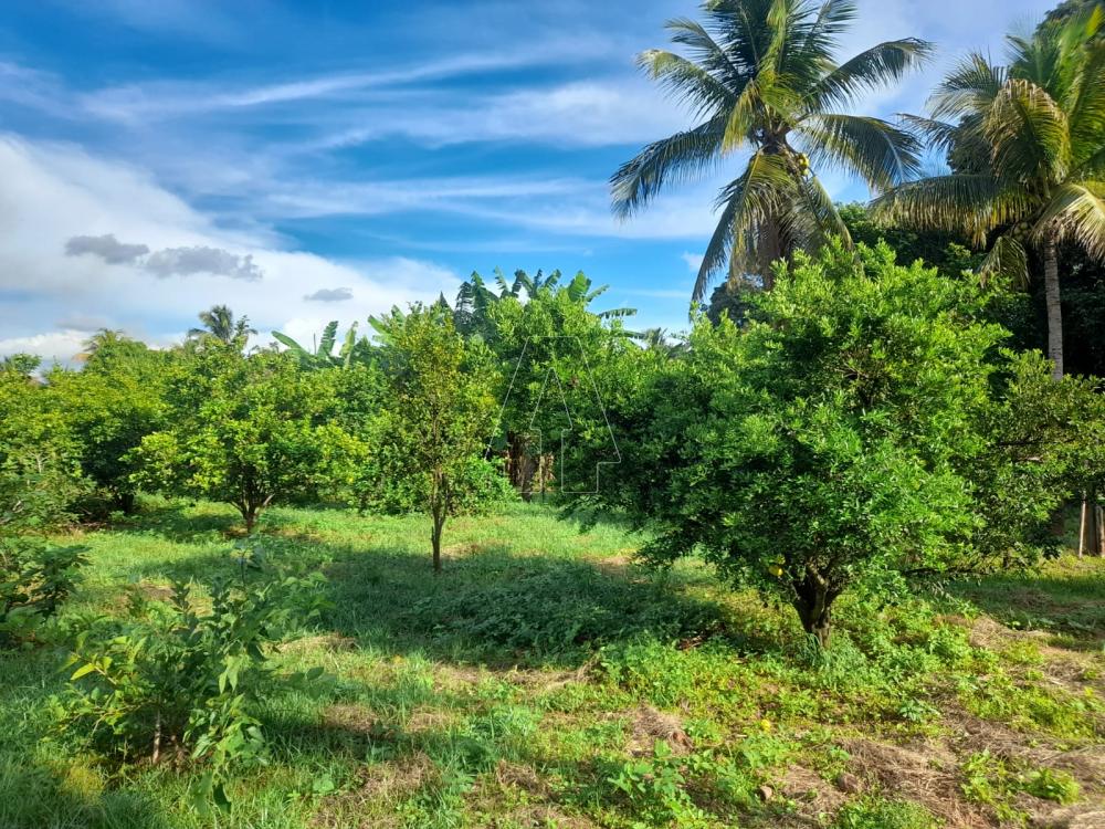 Comprar Rural / Ch&aacute;cara em Ara&ccedil;atuba R$ 870.000,00 - Foto 18