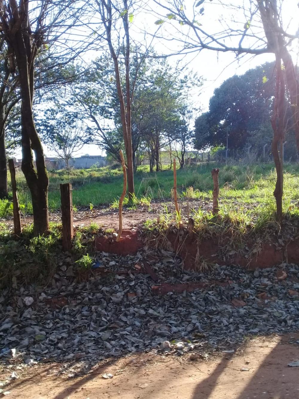 Comprar Rural / Ch&aacute;cara em Ara&ccedil;atuba R$ 250.000,00 - Foto 1