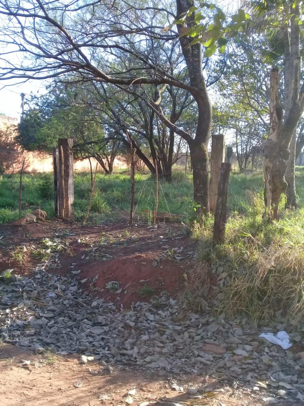 Comprar Rural / Ch&aacute;cara em Ara&ccedil;atuba R$ 250.000,00 - Foto 2