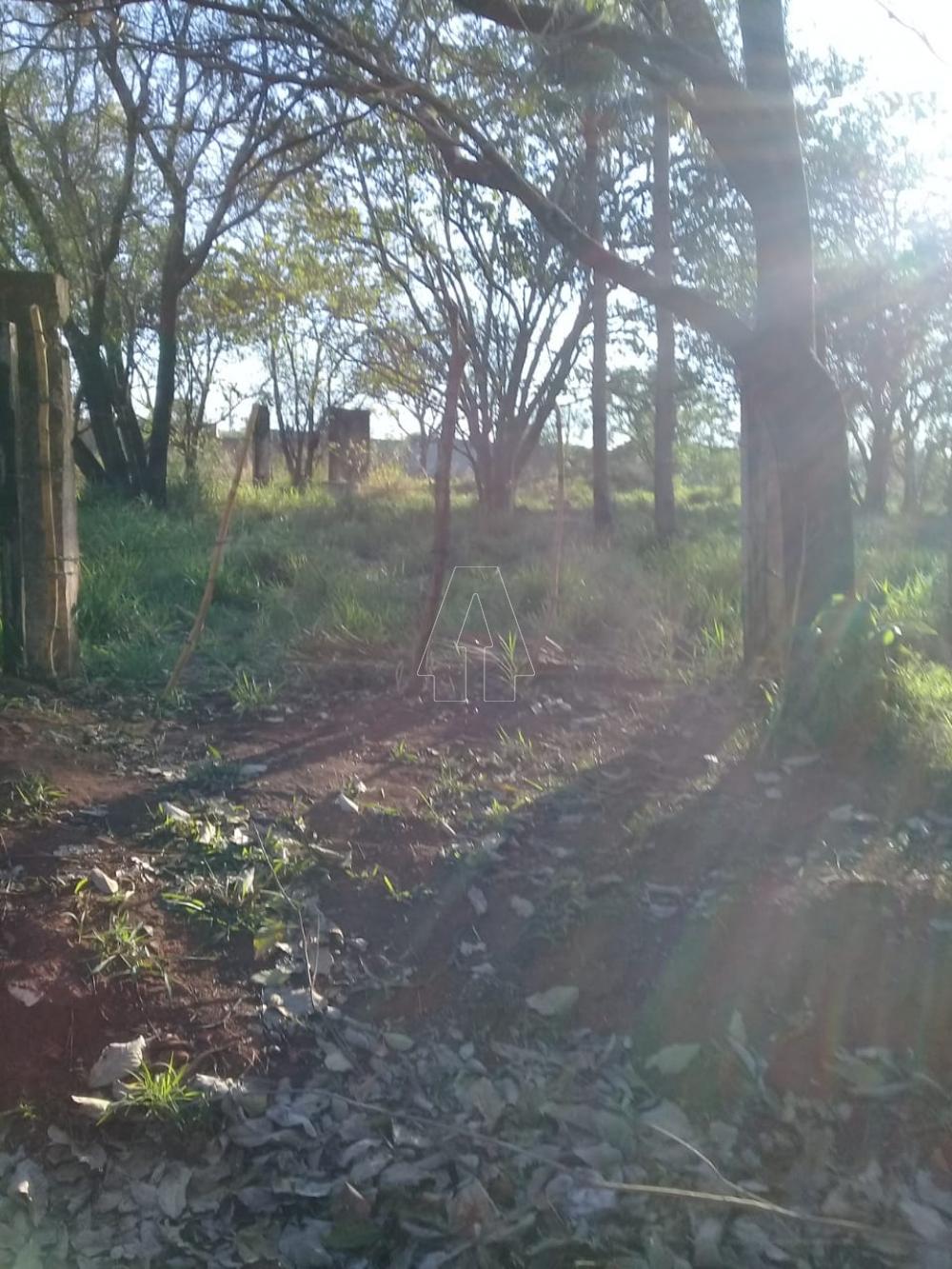 Comprar Rural / Ch&aacute;cara em Ara&ccedil;atuba R$ 250.000,00 - Foto 5