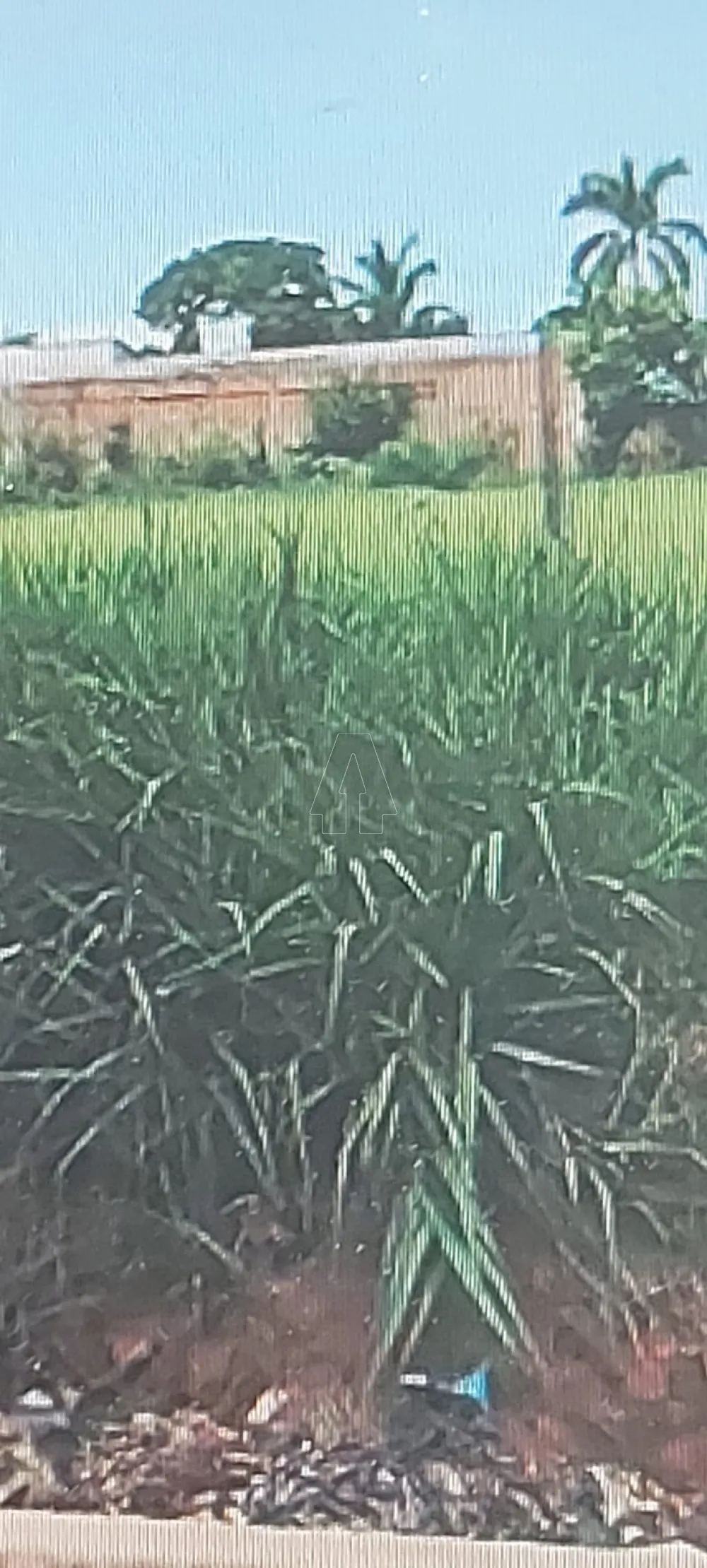 Comprar Terreno / Padr&atilde;o em Ara&ccedil;atuba R$ 1.350.000,00 - Foto 1