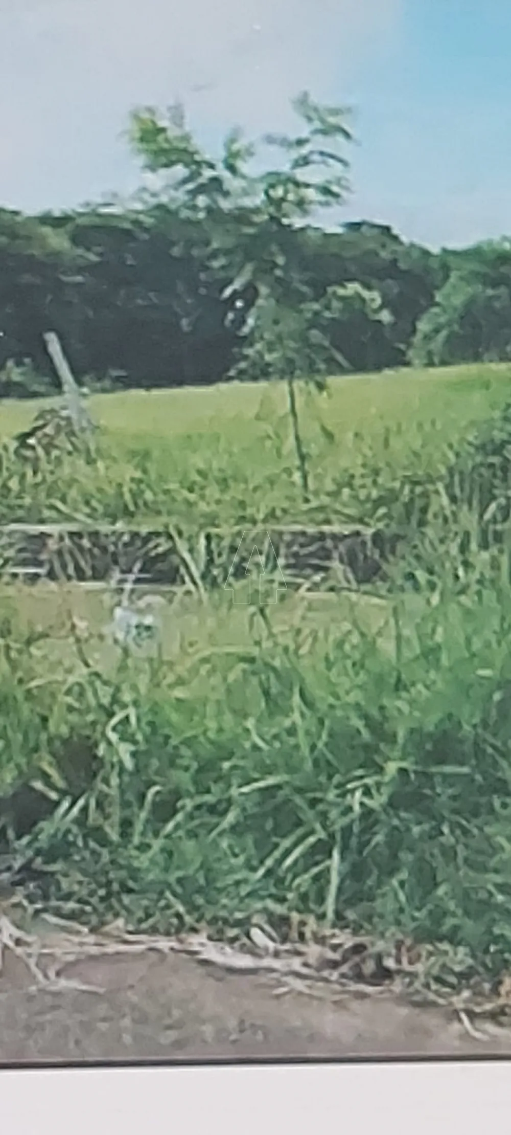 Comprar Terreno / Padr&atilde;o em Ara&ccedil;atuba R$ 1.350.000,00 - Foto 3