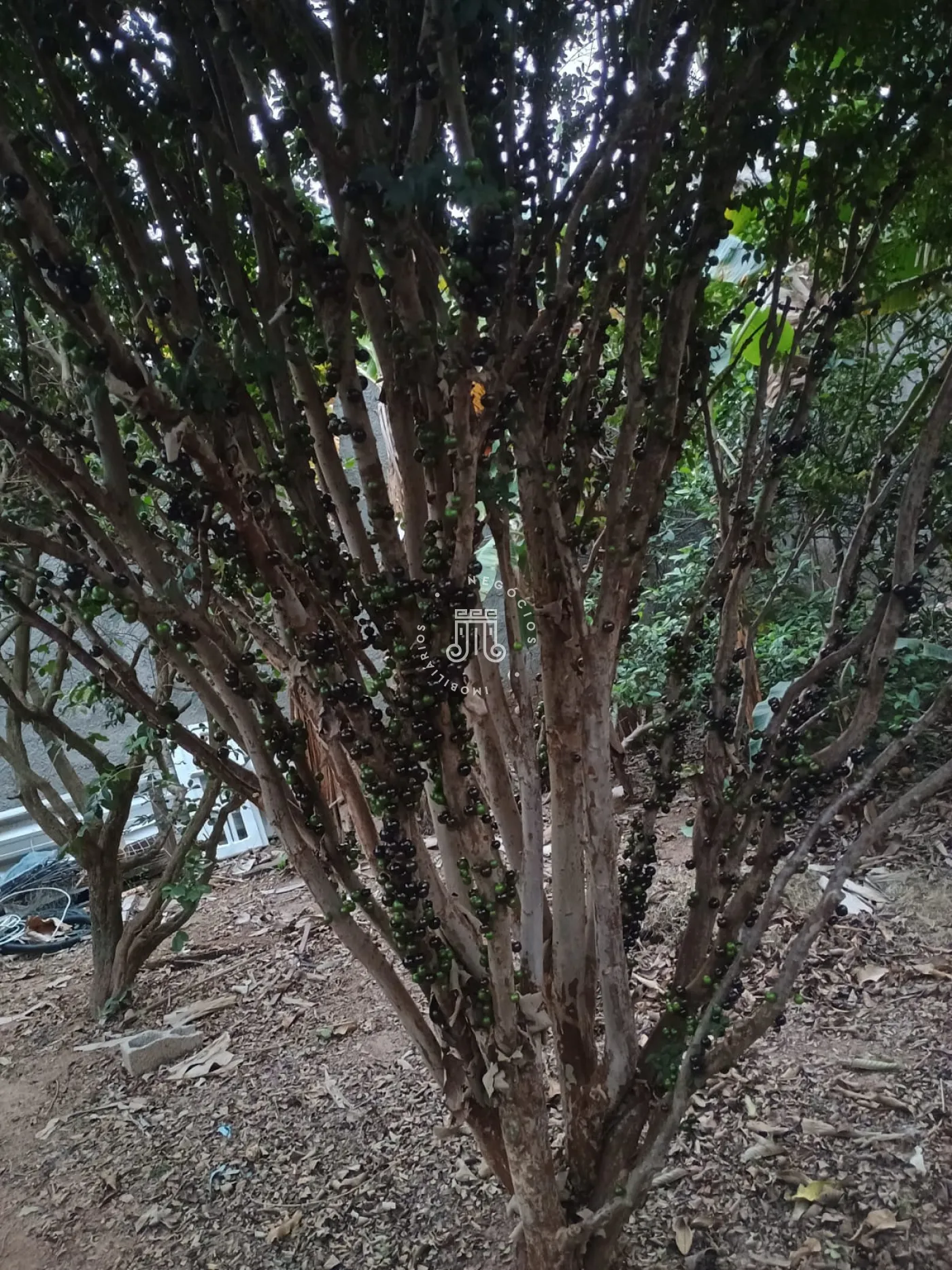 Comprar Rural / Ch&aacute;cara em Campo Limpo Paulista R$ 650.000,00 - Foto 16