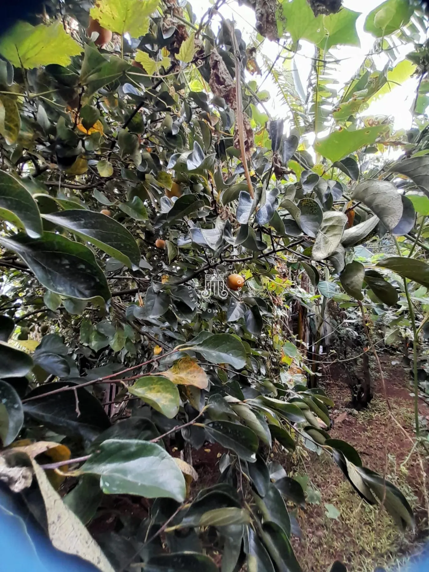 Comprar Casa / Sobrado em Jundia&iacute; R$ 1.800.000,00 - Foto 26