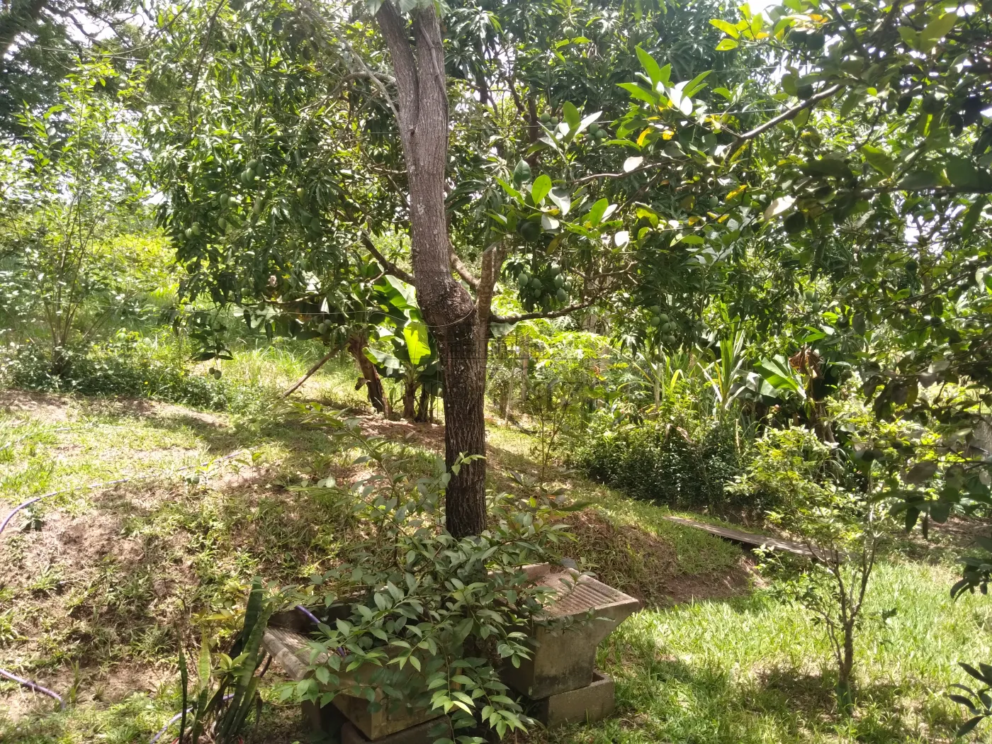 Foto 51 de Rural Chácara em Torrão de Ouro II, São José dos Campos - imagem 51