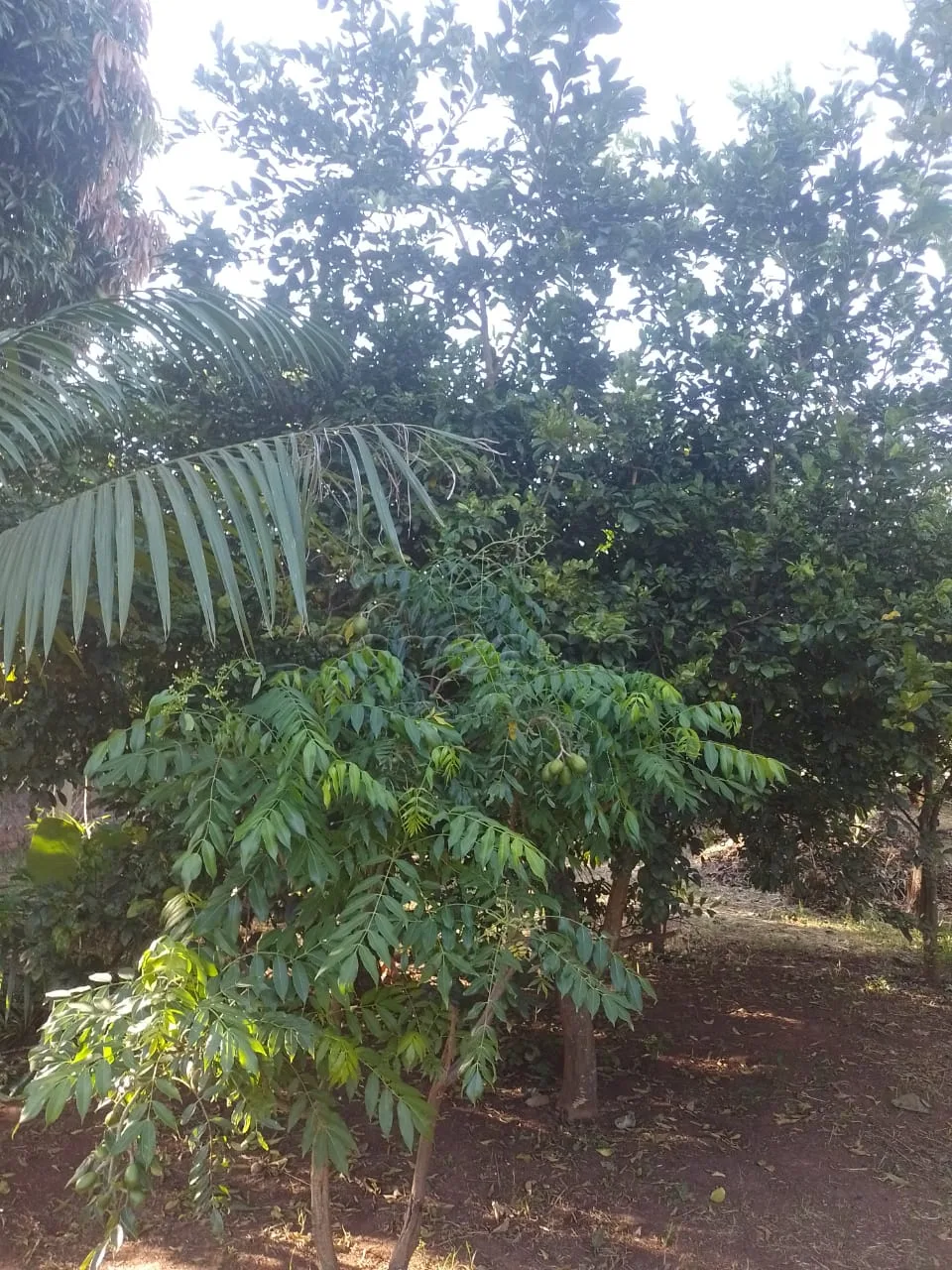 Comprar Rural / Ch&aacute;cara em S&atilde;o Jos&eacute; do Rio Preto R$ 400.000,00 - Foto 19