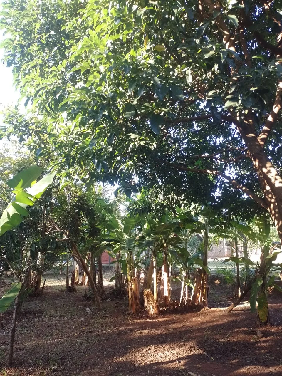 Comprar Rural / Ch&aacute;cara em S&atilde;o Jos&eacute; do Rio Preto R$ 400.000,00 - Foto 20