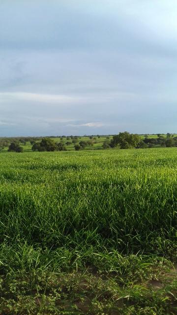 Mirassol Rural Terreno Venda R$3.500.000,00  Area do terreno 106000.00m2 